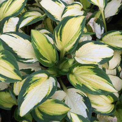 Hosta 'Georgia Sweetheart'